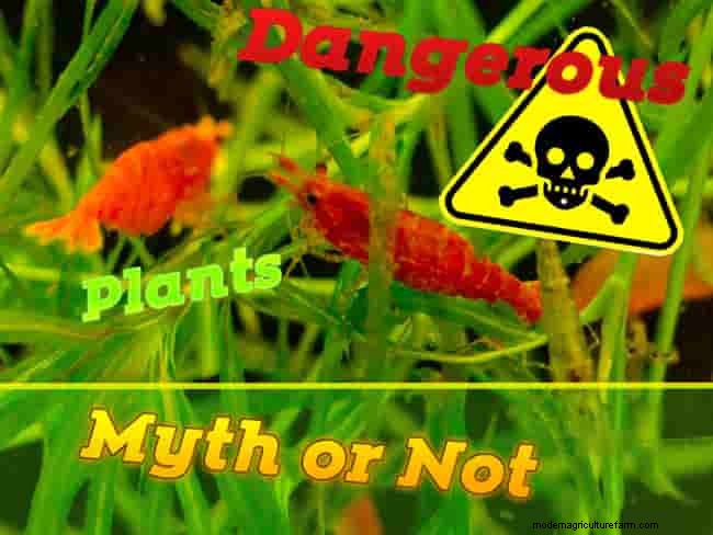 Some Plants Can Kill Shrimp. Myth or Not.