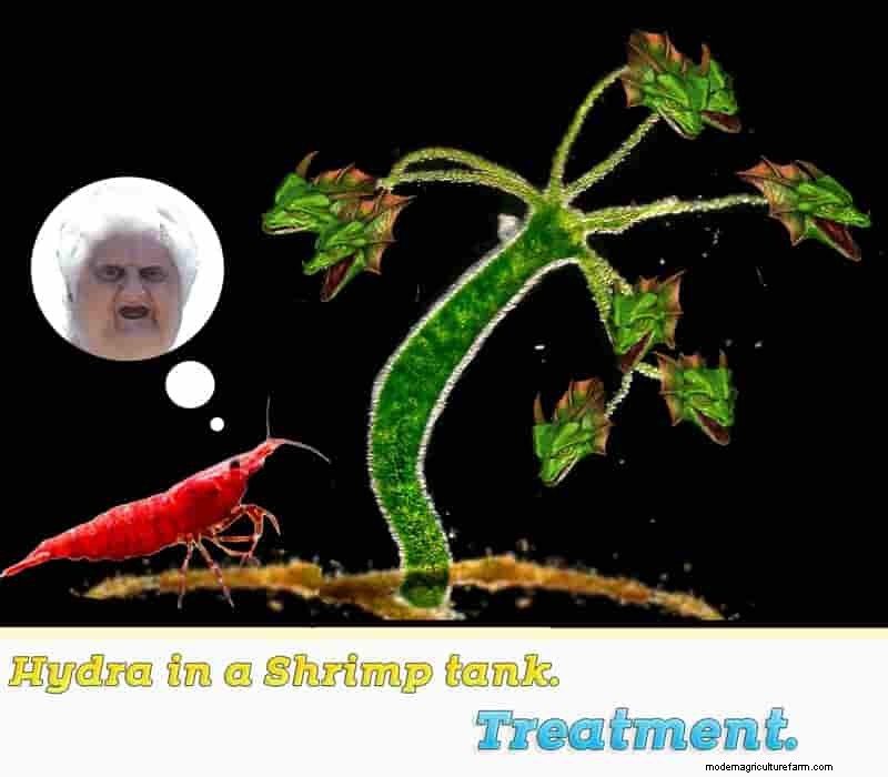 Hydra in a Shrimp Tank. Treatment.