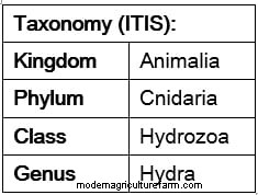 Hydra in a Shrimp Tank. Treatment.