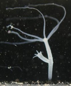 Hydra in a Shrimp Tank. Treatment.