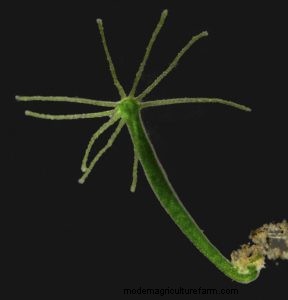 Hydra in a Shrimp Tank. Treatment.