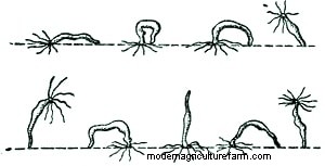 Hydra in a Shrimp Tank. Treatment.