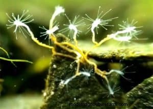 Hydra in a Shrimp Tank. Treatment.