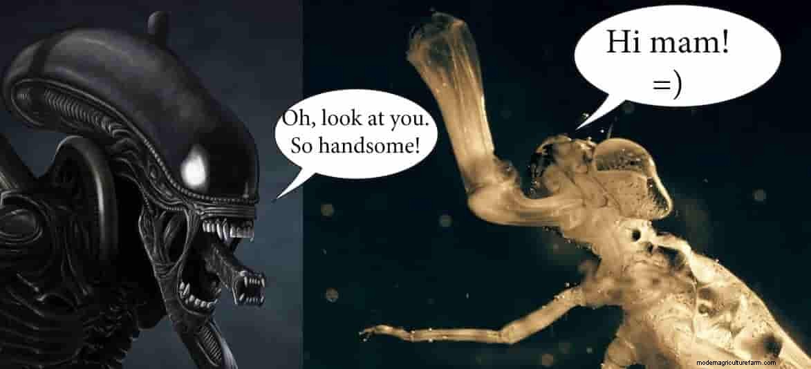 Dragonfly and Damselfly Nymphs. Monsters in Shrimp Tanks. Treatment