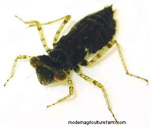 Dragonfly and Damselfly Nymphs. Monsters in Shrimp Tanks. Treatment