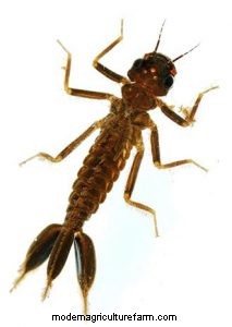 Dragonfly and Damselfly Nymphs. Monsters in Shrimp Tanks. Treatment