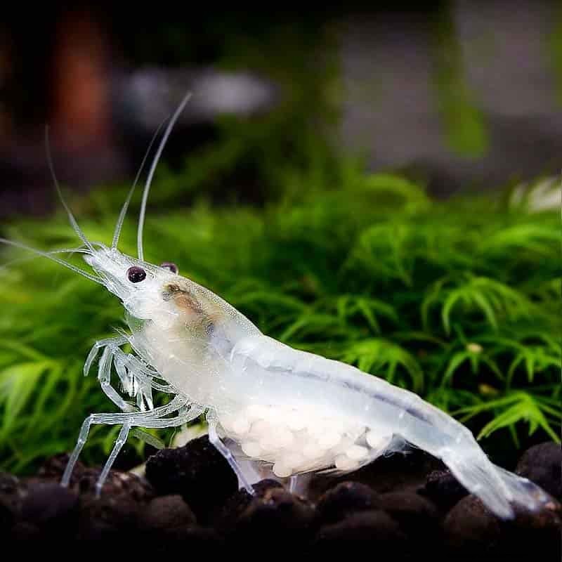 Snowball shrimp – Detailed Guide: Care, Diet and Breeding