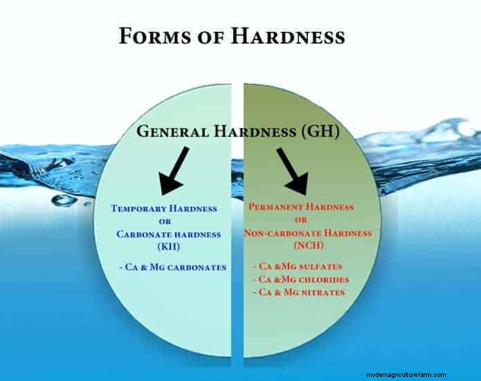 Water Parameters: Everything about GH in Shrimp Tank