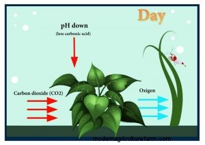 Water Parameters: Everything about KH in Shrimp Tank