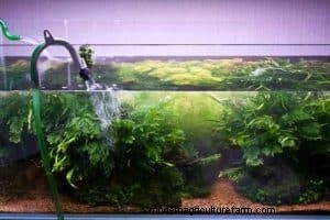 Water Parameters: Everything about KH in Shrimp Tank
