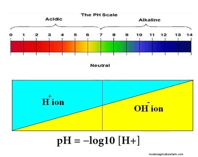 Water Parameters: Everything about pH in Shrimp Tank