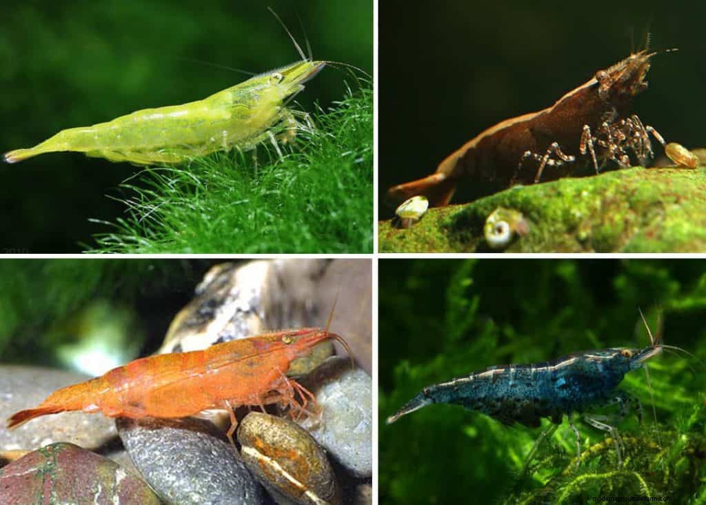 Caridina cf. Babaulti shrimp – Detailed Guide: Care, Diet and Breeding