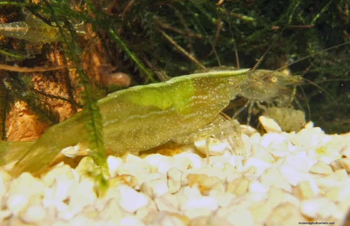 Caridina cf. Babaulti shrimp – Detailed Guide: Care, Diet and Breeding