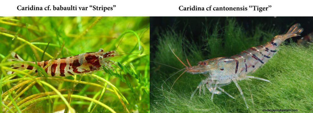 Caridina cf. Babaulti shrimp – Detailed Guide: Care, Diet and Breeding