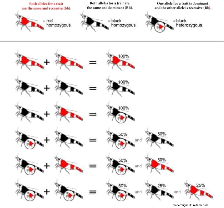 Culling Shrimp. Selective Breeding.