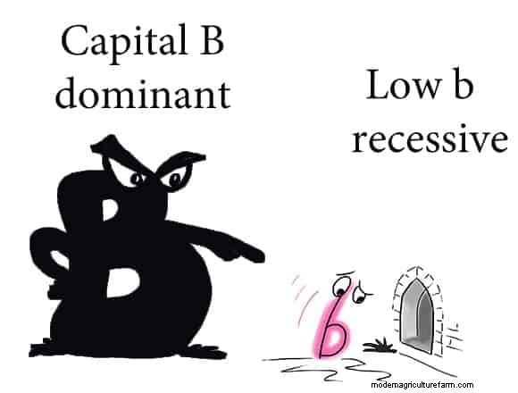 Culling Shrimp. Selective Breeding.