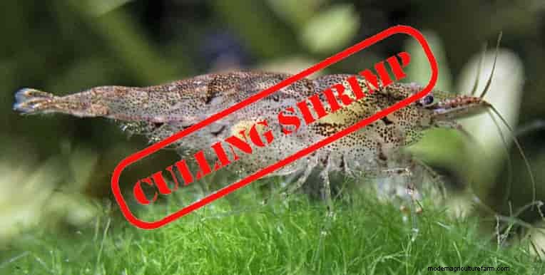 Culling Shrimp. Selective Breeding.