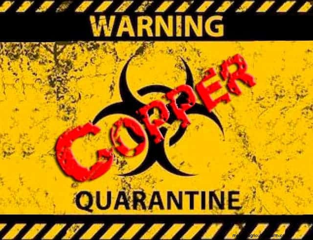 How Copper Affects Dwarf Shrimp