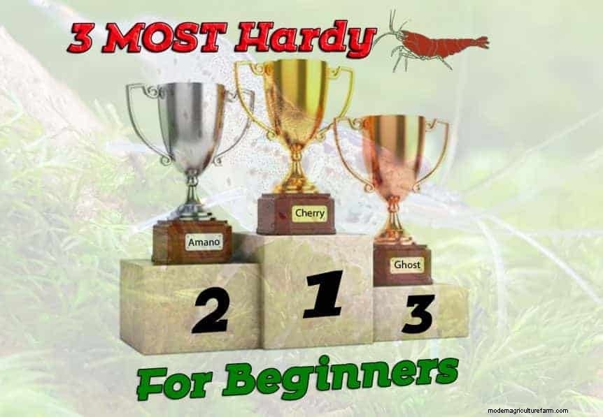 3 Most Hardy Dwarf Shrimp For Beginners