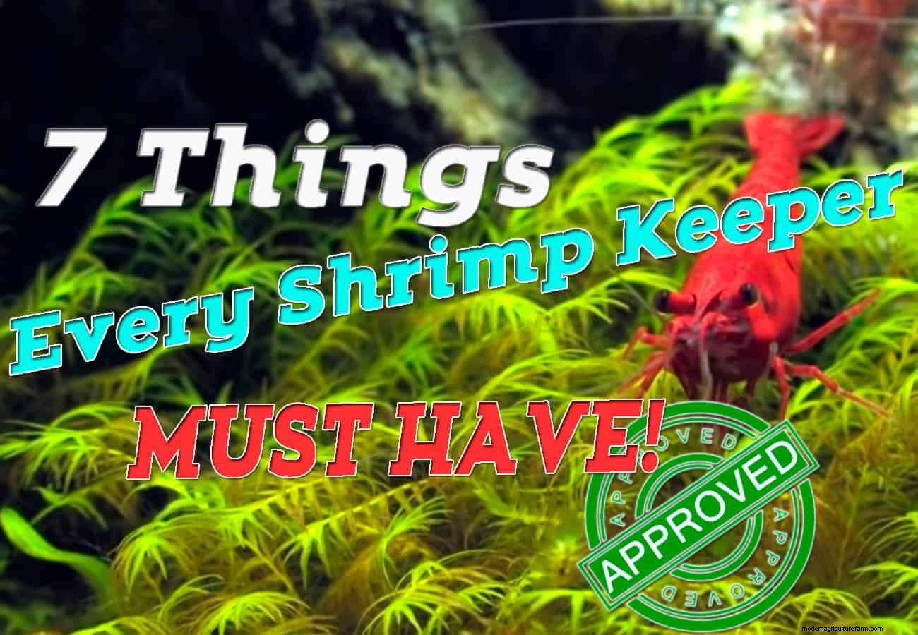 7 Things Every Shrimp Keeper Must Have!