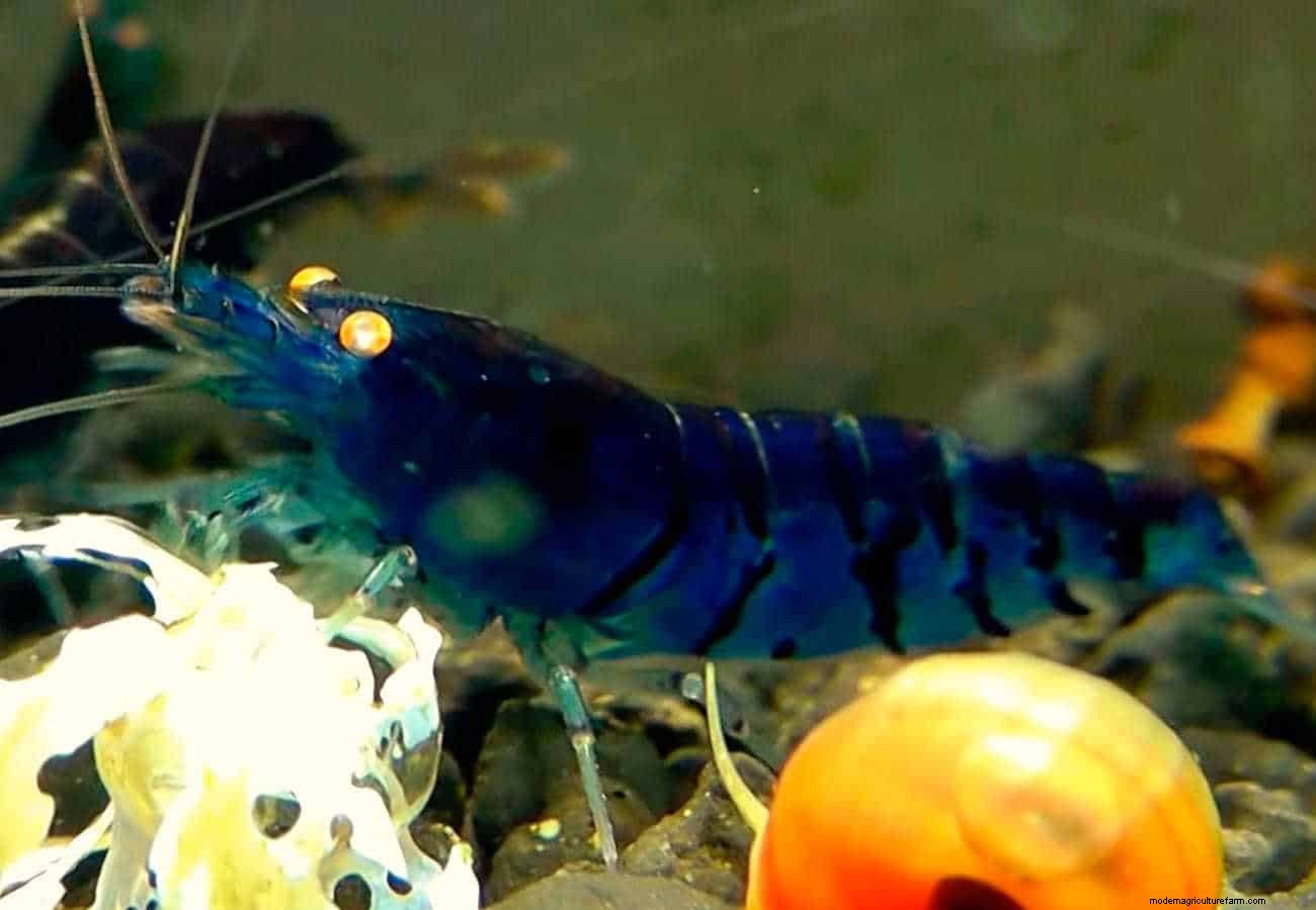 Blue Tiger Shrimp – Detailed Guide: Care, Diet and Breeding