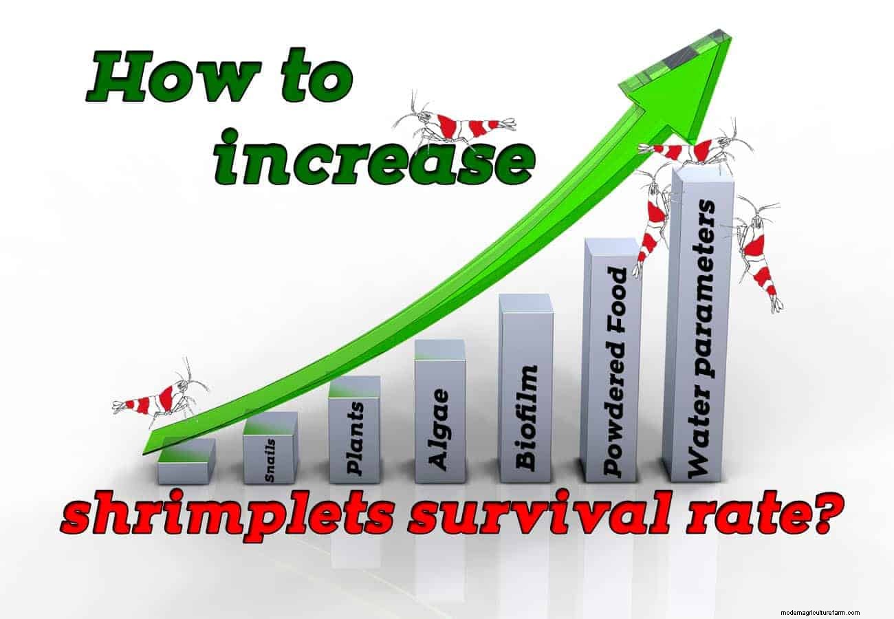 How to increase shrimplets survival rate?