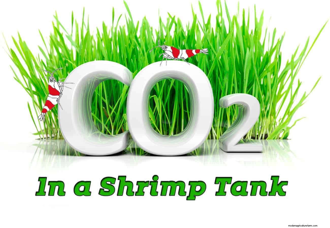 CO2 in a Shrimp Tank