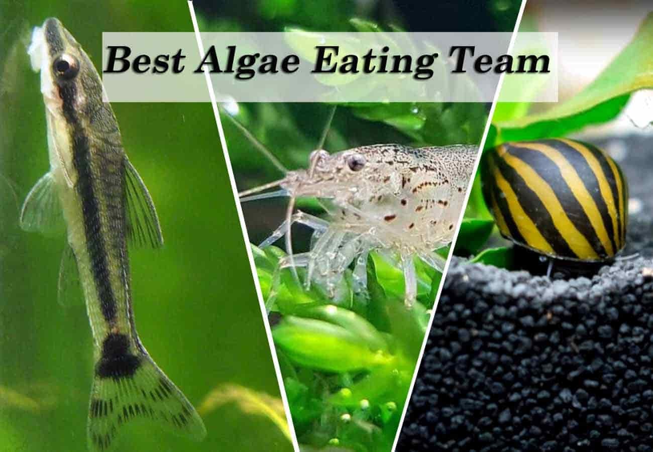 Types of Algae. Best Algae Eating Team