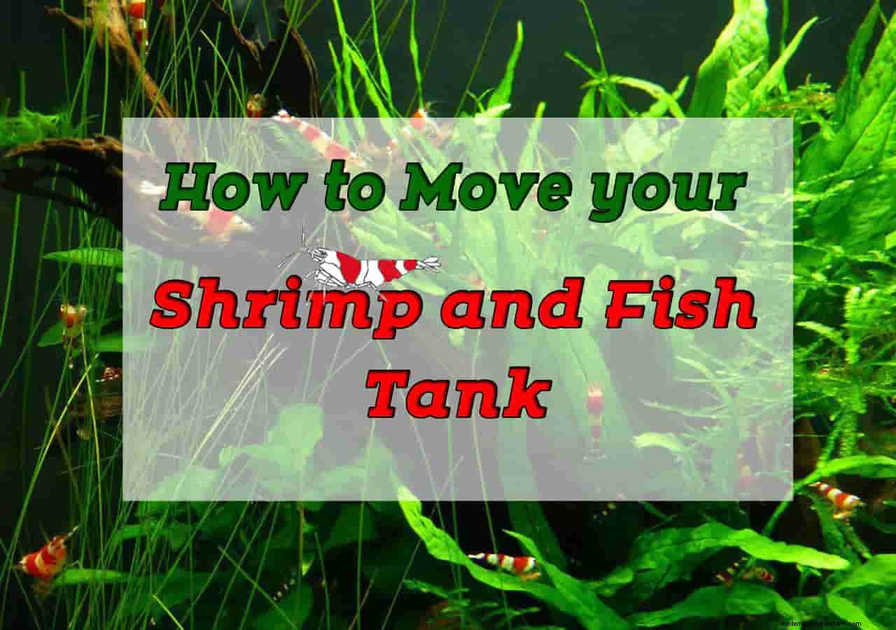 How to Move Your Shrimp or Fish Tank