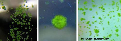 Types of Algae. Best Algae Eating Team