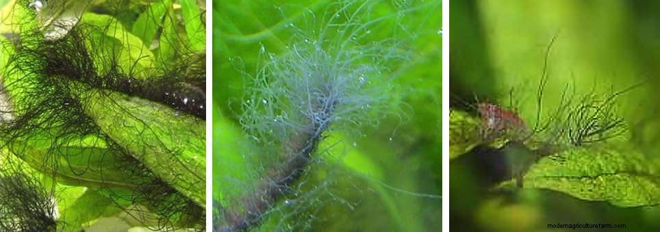 Types of Algae. Best Algae Eating Team