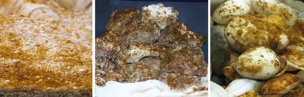 Types of Algae. Best Algae Eating Team