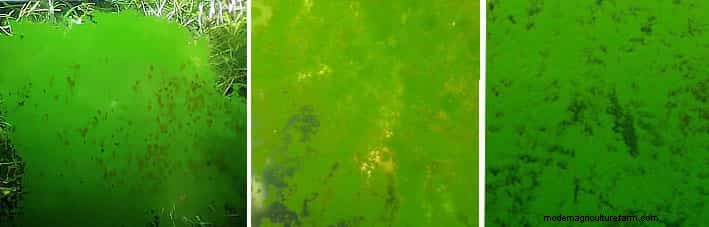 Types of Algae. Best Algae Eating Team