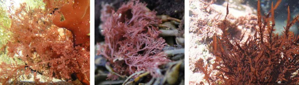 Types of Algae. Best Algae Eating Team