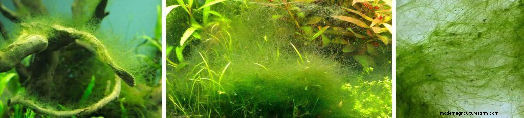 Types of Algae. Best Algae Eating Team
