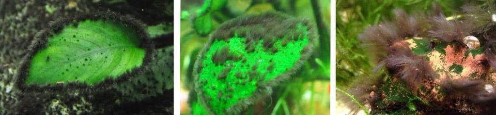 Types of Algae. Best Algae Eating Team