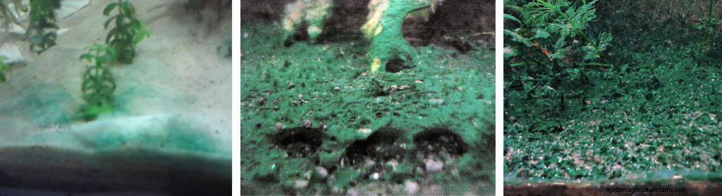 Types of Algae. Best Algae Eating Team