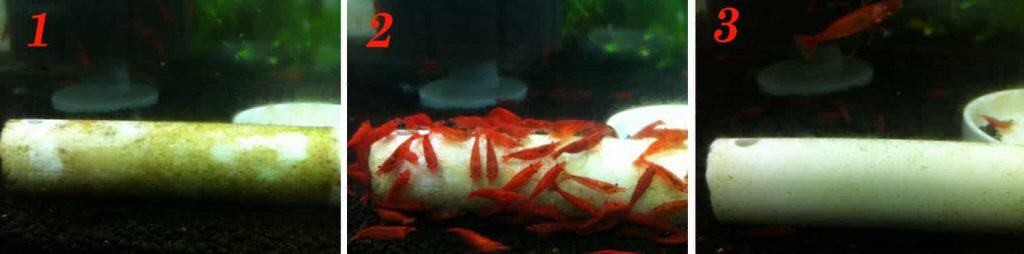 Types of Algae. Best Algae Eating Team