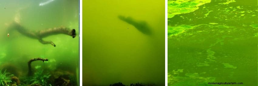 Types of Algae. Best Algae Eating Team