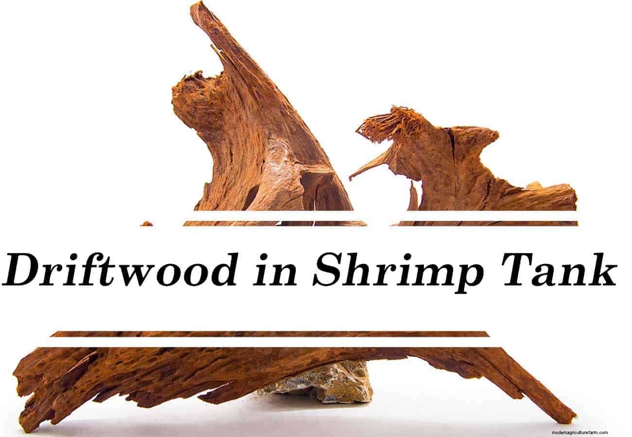 Driftwood in Shrimp Tank