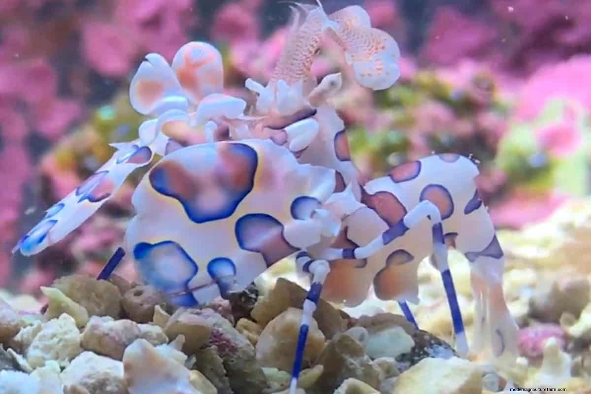 Harlequin Shrimp – Detailed Guide: Care, Diet, and Breeding
