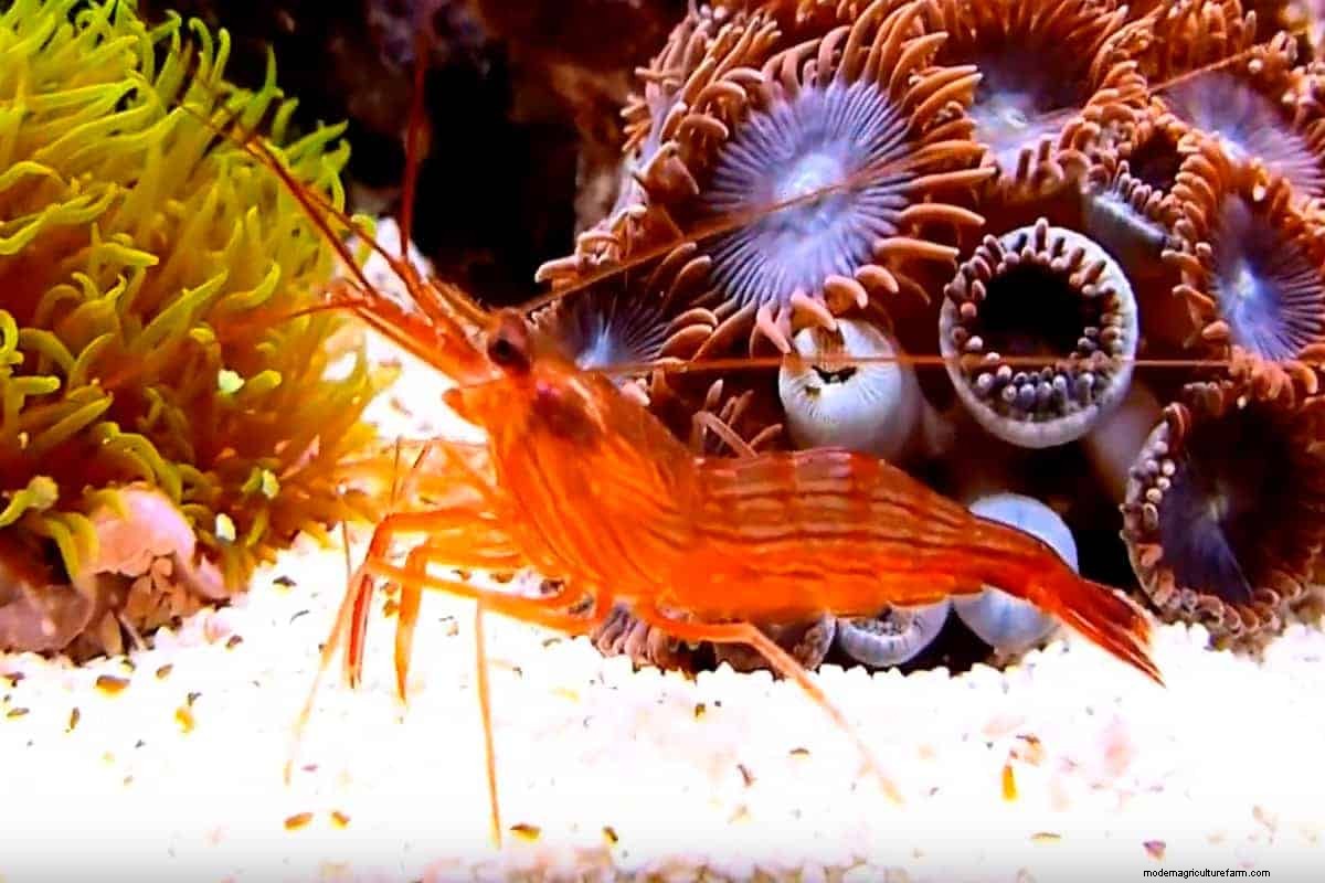 Peppermint Shrimp – Detailed Guide: Care, Diet, and Breeding