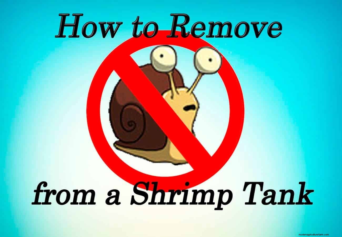 How to Remove Snails from a Shrimp Tank