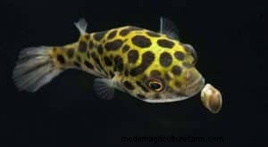 How to Remove Snails from a Shrimp Tank