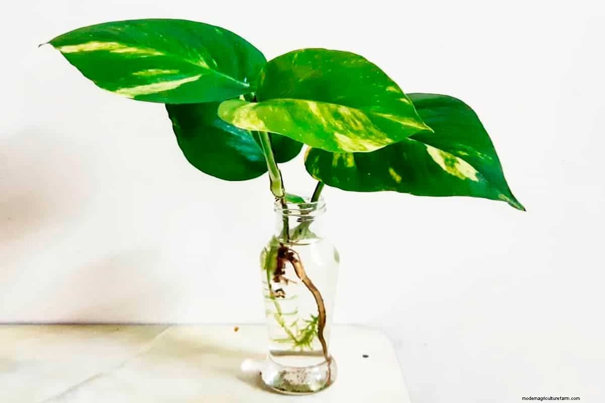 How to Use Pothos Plants in a Shrimp Tank