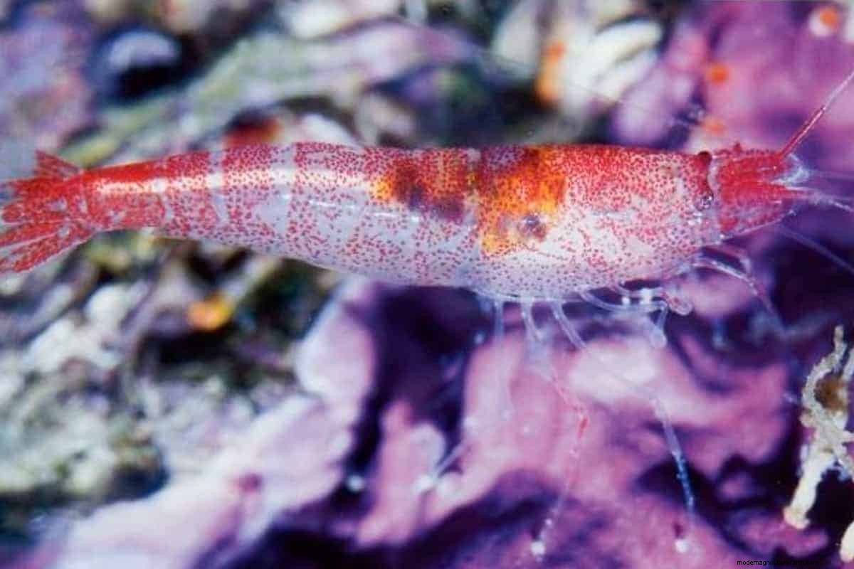 Opae Ula Shrimp – Detailed Guide: Care, Diet, and Breeding