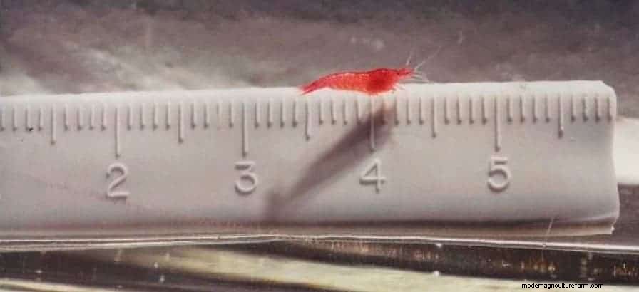 Opae Ula Shrimp – Detailed Guide: Care, Diet, and Breeding