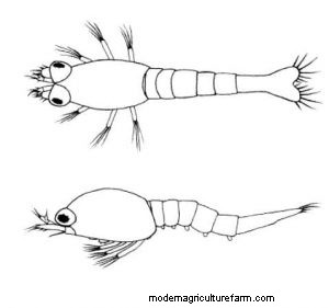 Opae Ula Shrimp – Detailed Guide: Care, Diet, and Breeding