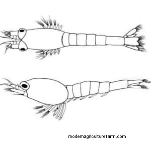 Opae Ula Shrimp – Detailed Guide: Care, Diet, and Breeding