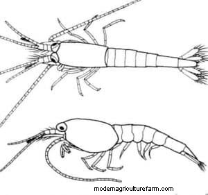 Opae Ula Shrimp – Detailed Guide: Care, Diet, and Breeding